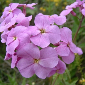 Spring Wildflower