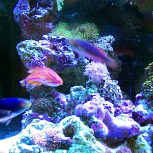 got wrasse?