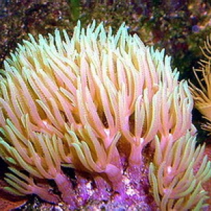 Green Star Polyps