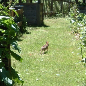 Running Cottontail