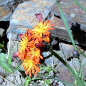 Devil's Paintbrush