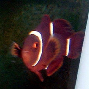 Marron Clown