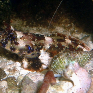 Scooter Blenny 6-15-04