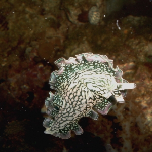 Lettuce Nudibranch in 29