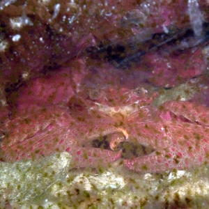 Porcelain Crab 6-15-04 10g