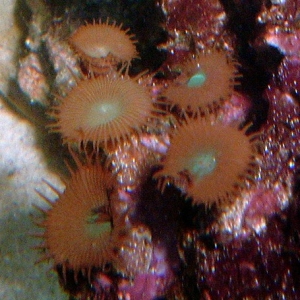 Green Centered Sun Polyps