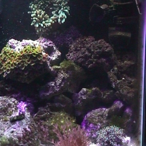 my tank