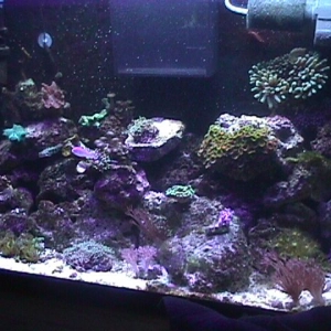 full tank shot