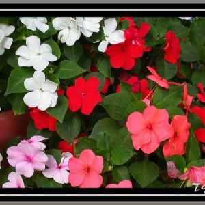 Impatiens