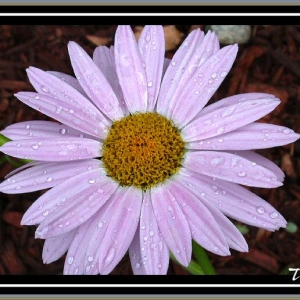 Pink daisy