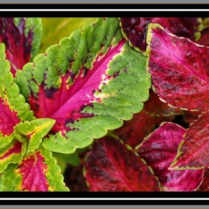 Coleus