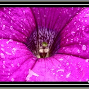 Plain 'ole Petunia