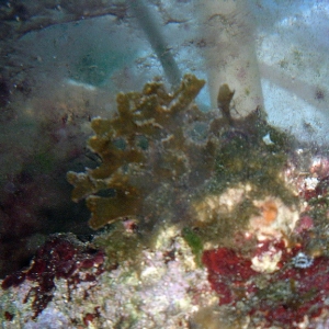 Kelp in the 29g on 6-20-04