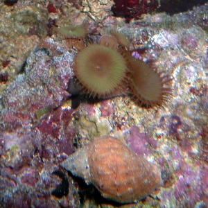 Sun Polyps and Conch