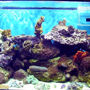 65 gl Reef tank
