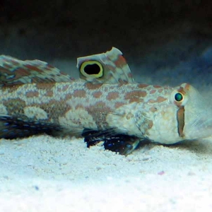 Two spot Goby