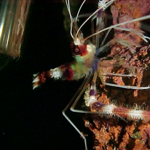 Coral Banded Shrimp