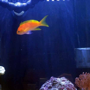 Orange Anthias