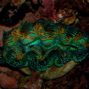 Crocea Clam