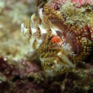 Christmas Tree worm