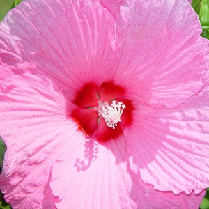 wild hibiscus