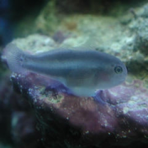 Purple Goby