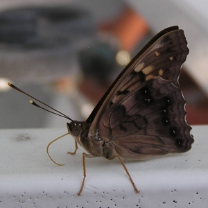 Macro Butterfly