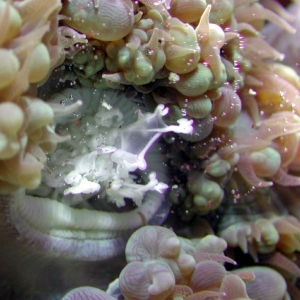 Bubble Coral Messenterial Filaments