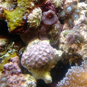 pink zoa's