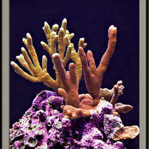 Montipora Digitata Forest