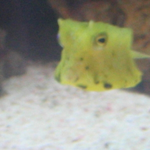 my love my cow fish