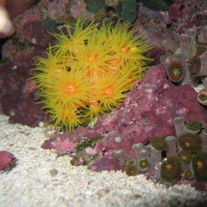 Small Orange Cup Coral