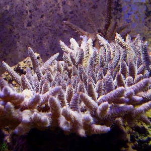 Table Millepora