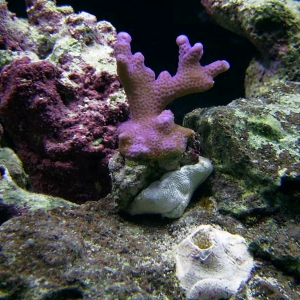 montipora digitata