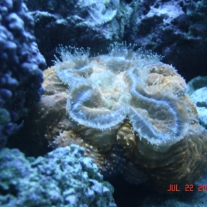 Meat Coral