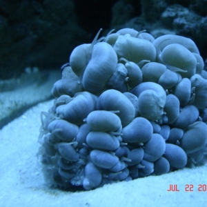 Bubble Coral