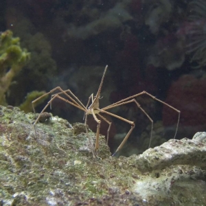 Arrow Crab