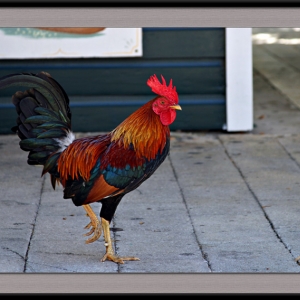 Feral Rooster