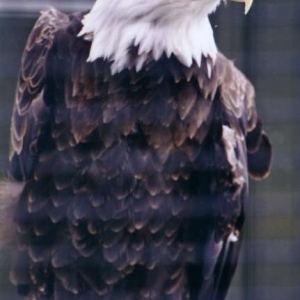 Eagle