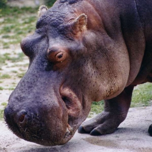 Hippo