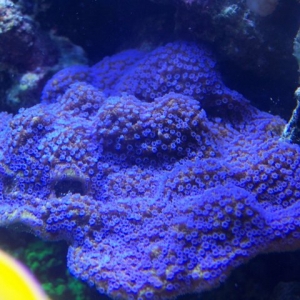 Montipora Peltiformis with blue polyps