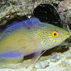 Rhomboid fairy wrasse