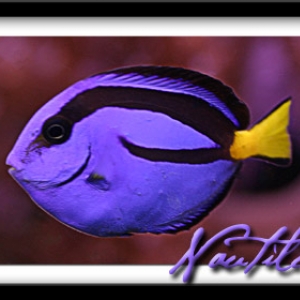 Regal Tang