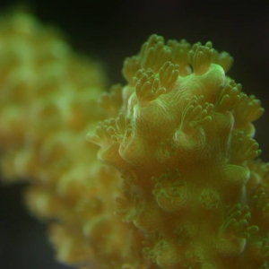 Green Slimer Acropora_macro