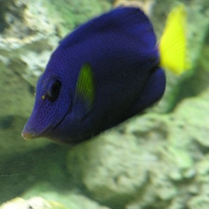 Purple Tang