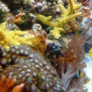 my 55 reef