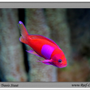 anthias :)