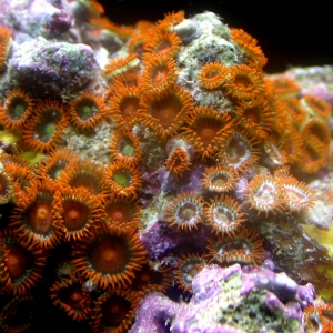 orange zoas