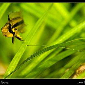 upcloseweb