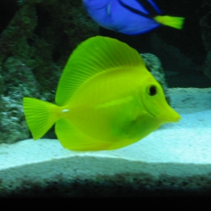 Yellow tang - my first SW fish